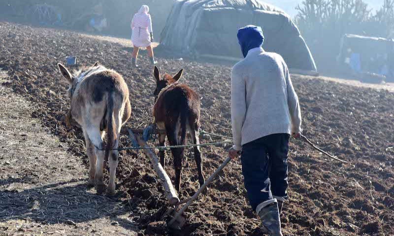 سيكولوجية الفلاح المغربي بين ضغط المناخ وواقع الدعم 