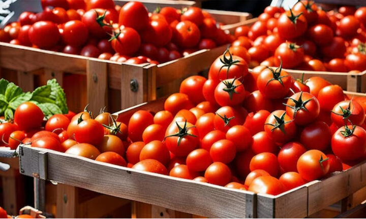 حجز شحنة طماطم مغربية في روسيا بسبب رصد فيروسات وسط صمت " أونسا" 