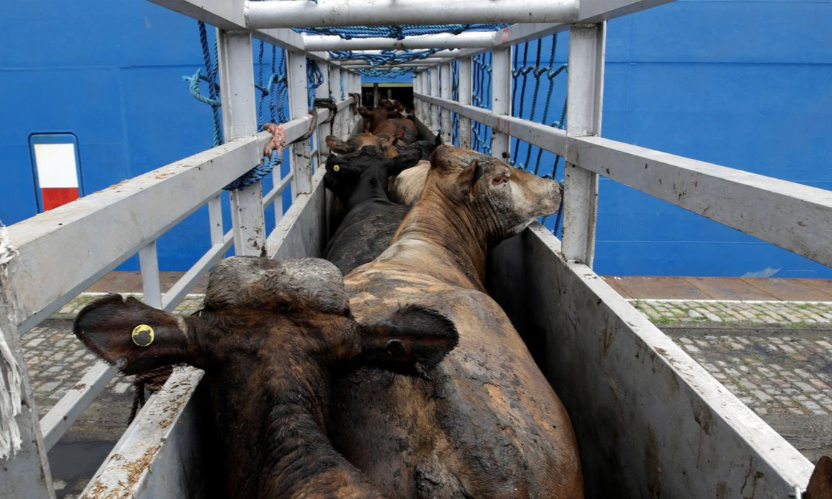 تنامي الواردات المغربية من الماشية البرازيلية 