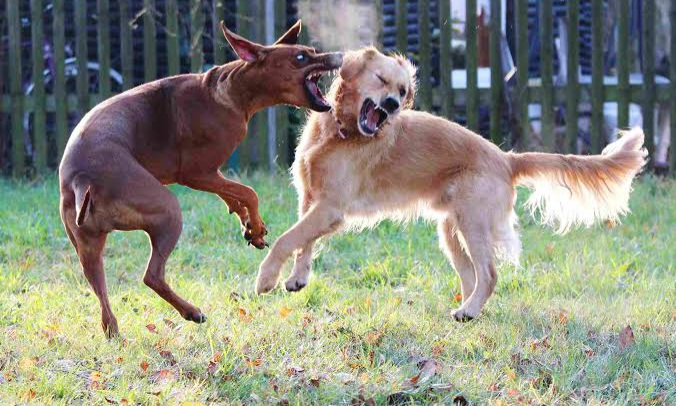 إشكالية السلوك العدواني لدى الكلاب 