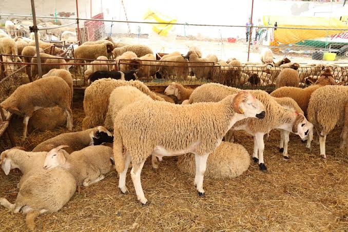 التفسير الجغرافي لأزمة عيد الأضحى 2026 بالمغرب: من اقتصاد السوق إلى اختلال الجغرافيا الاجتماعية والرعوية 